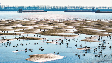 九江江滩：万羽候鸟越冬来