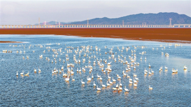 鄱湖冬韵候鸟家园