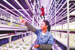 数字技术“慧”种菜